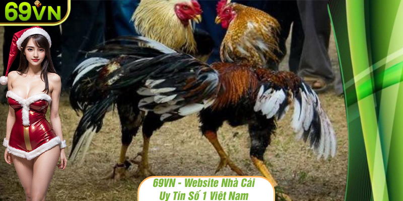 Luật chơi đá gà sv388 đơn giản và dễ hiểu nhất